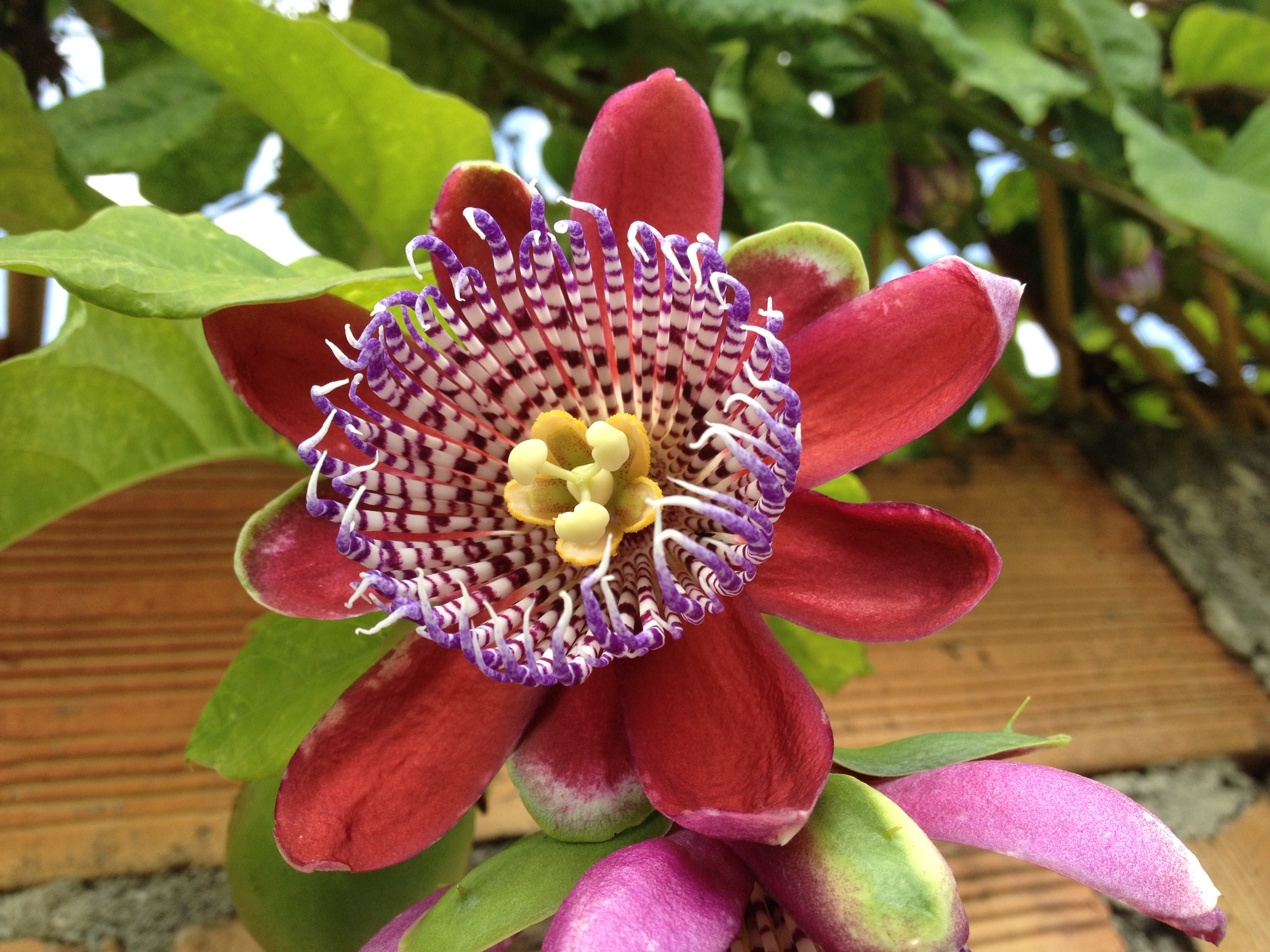 Flor de maracujá aberta