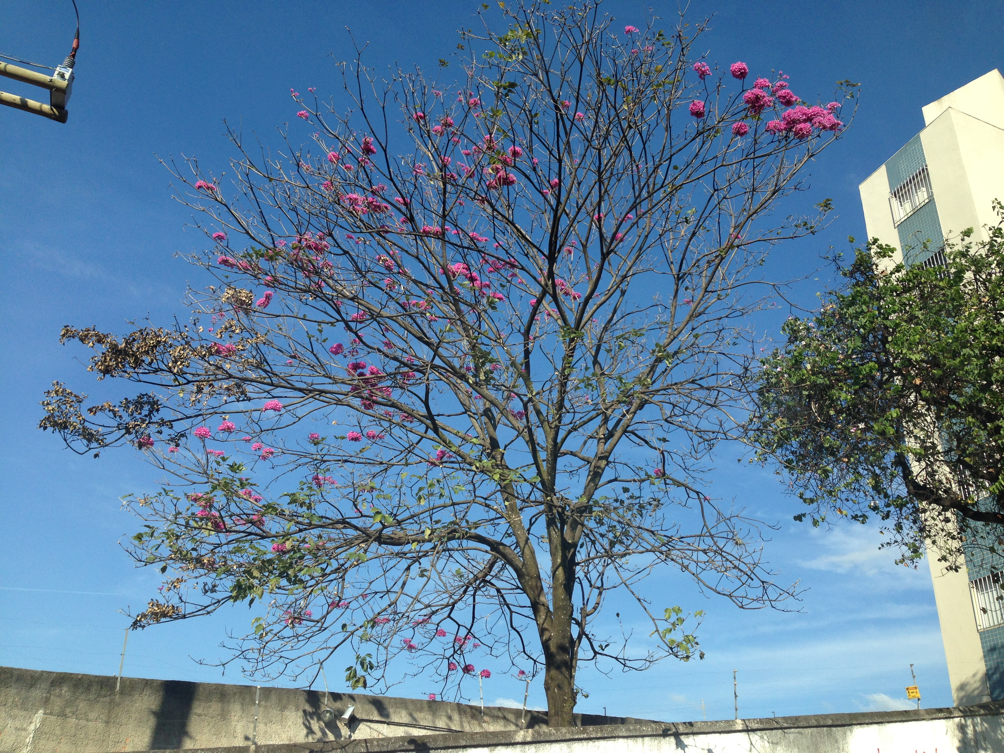 Ipê roxo começando a florir