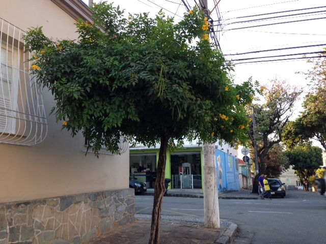 Ipê amarelo começando a florescer