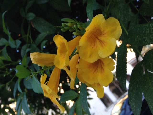 Flores de ipê amarelo