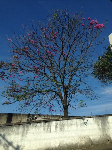 ipê roxo em início de floração