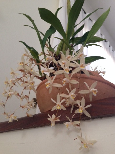 Orquídea florida, com penca de flores