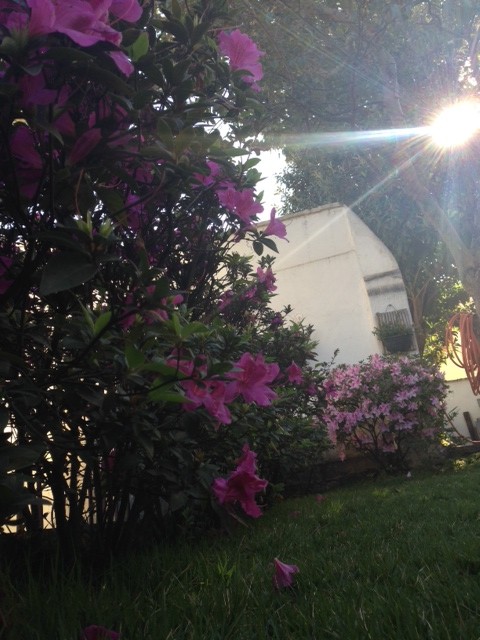 Sol, azaleias, grama