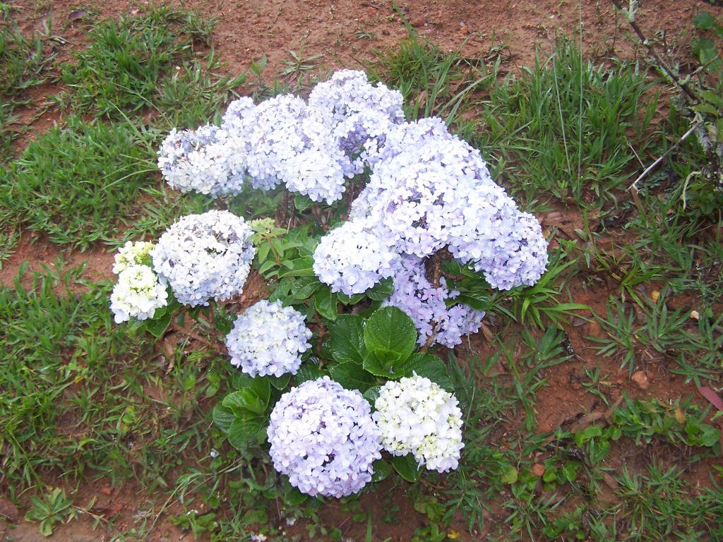 Hortênsias no jardim