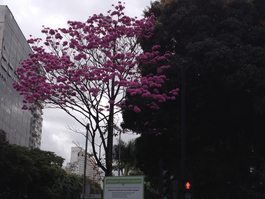 Também na Av. Afonso Pena. / Foto: Sérgio Verteiro