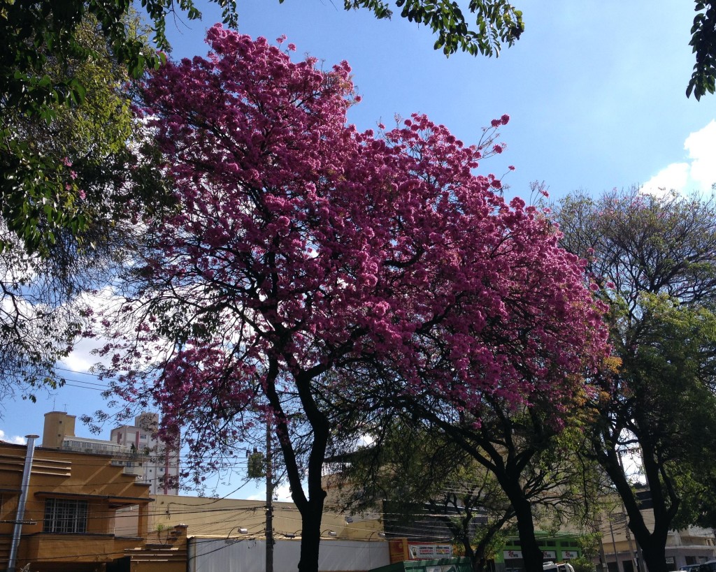 Na Av. do Contorno, próximo à esquina com a Rua Hermilo Alves. / Foto: Sérgio Verteiro