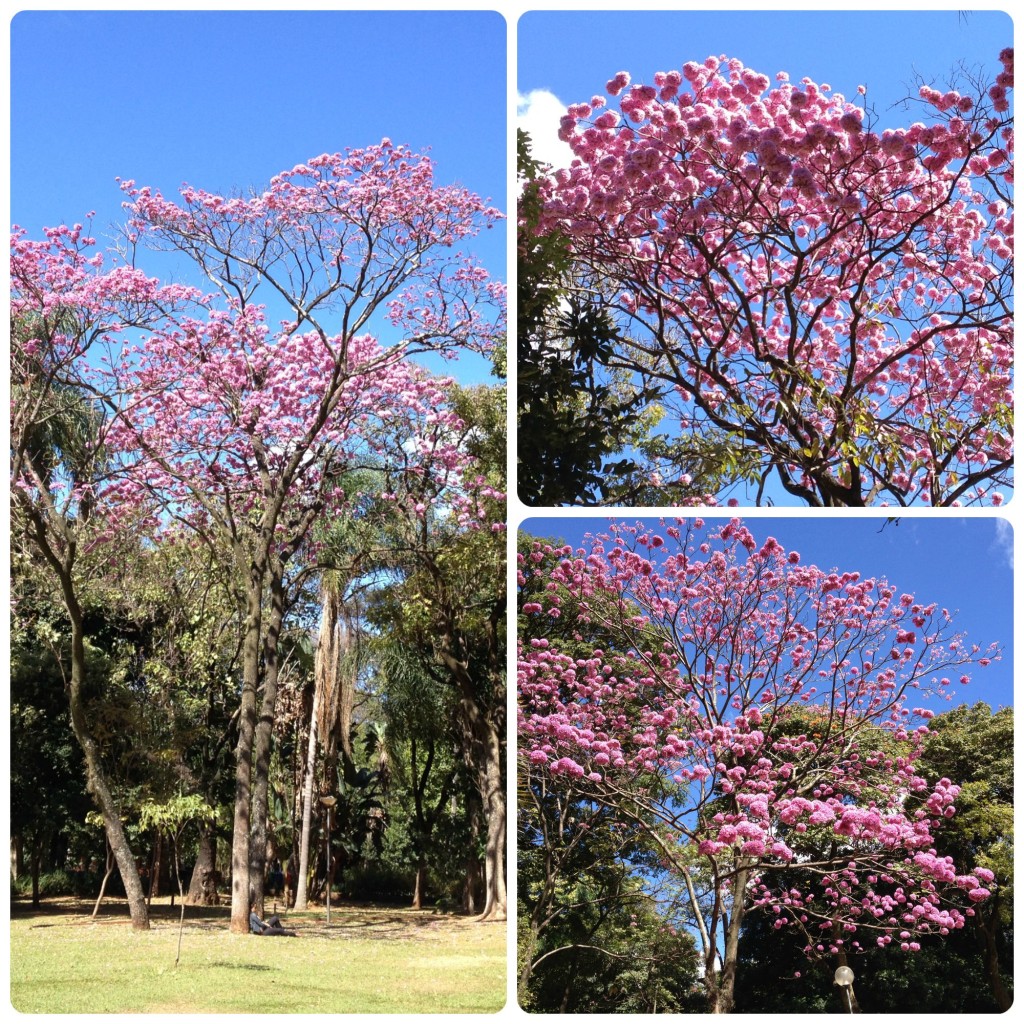 Dentro do Parque Municipal. / Fotos: Sérgio Verteiro