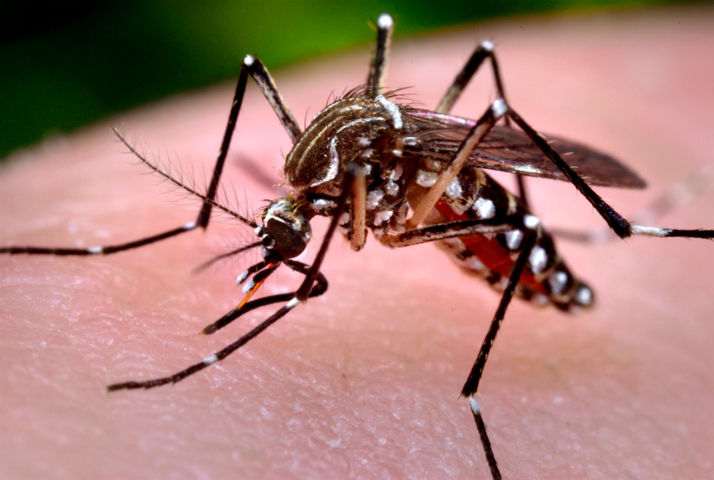 O mosquito aedes aegytpti. | Fonte da imagem: Portal Brasil